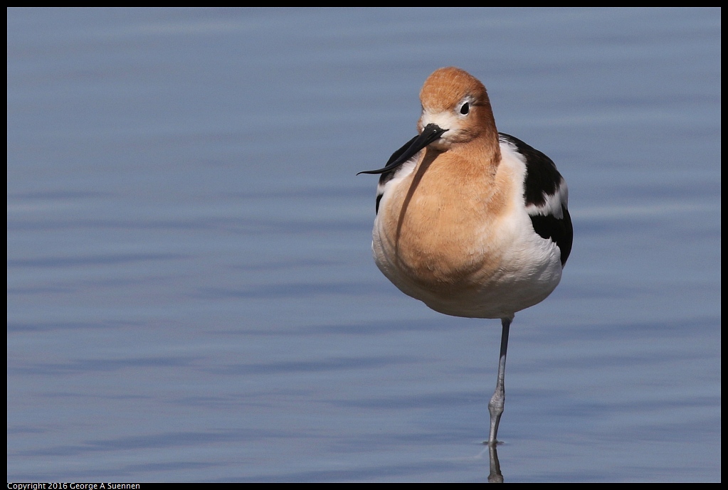 0212-140223-01.jpg - American Avocet