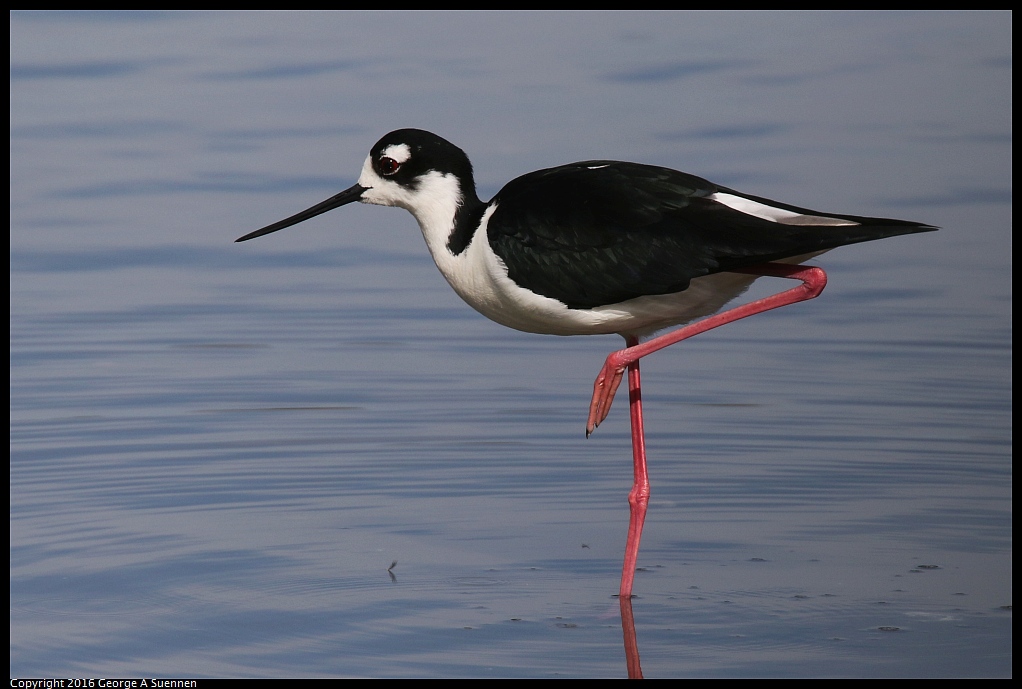 0212-140253-03.jpg - Black-necked Stilt