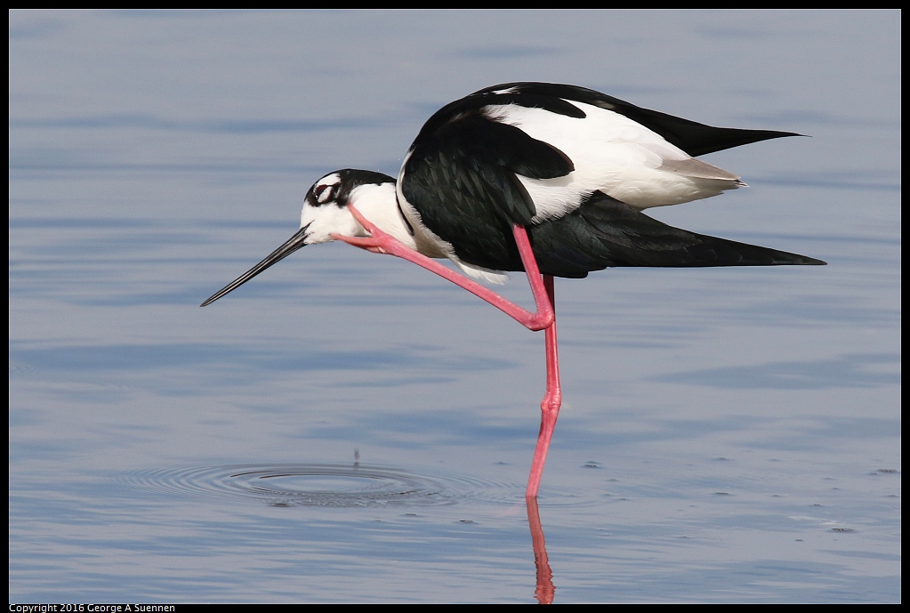 0212-140255-01.jpg - Black-necked Stilt