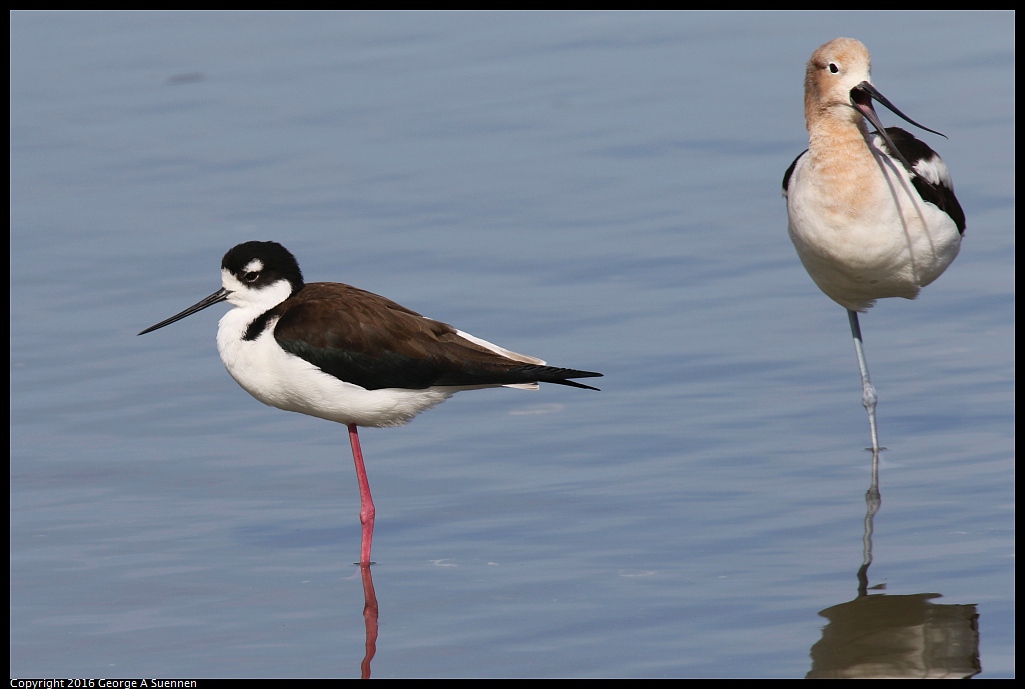 0212-140319-03.jpg - Black-necked Stilt and American Avocet