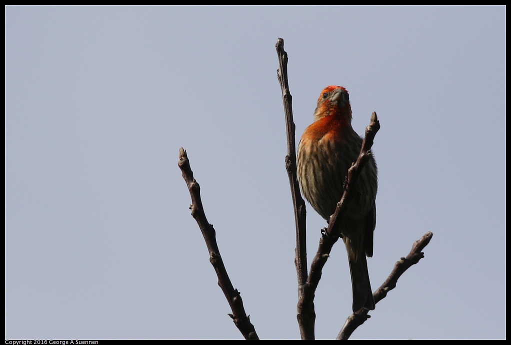 0212-140356-02.jpg - House Finch