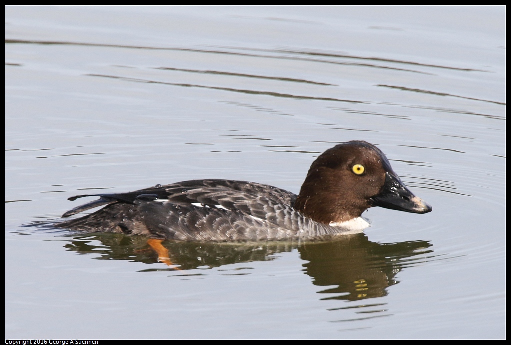 0212-140834-04.jpg - Common Goldeneye