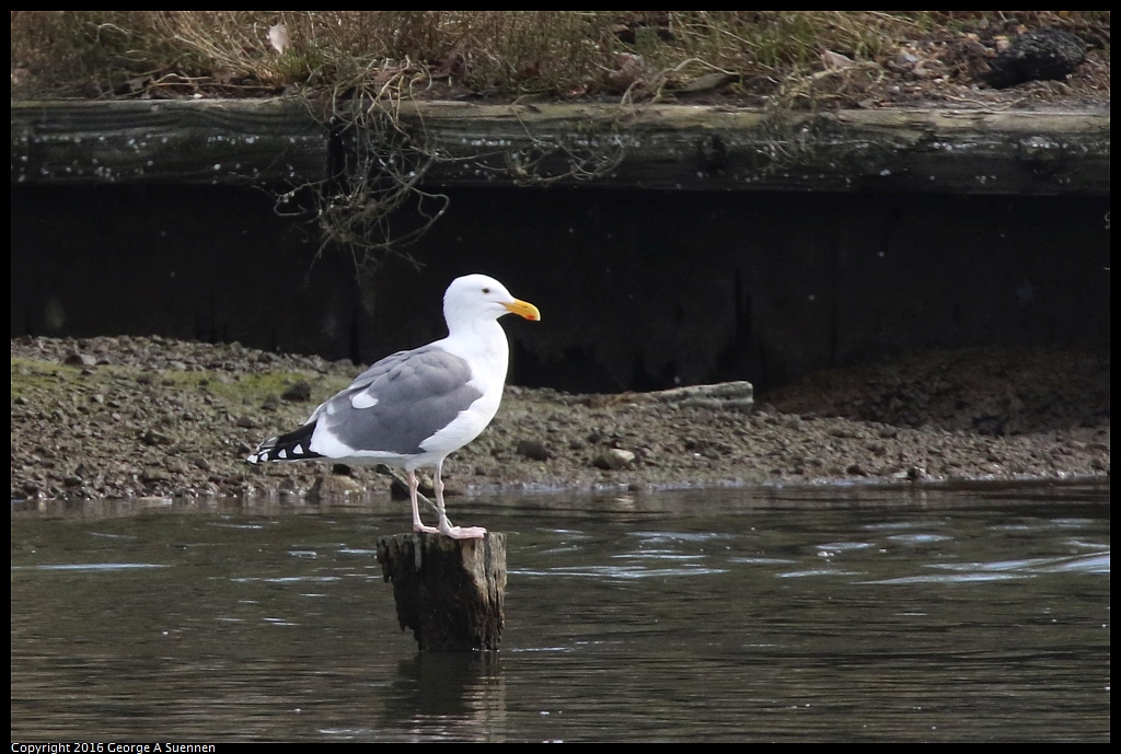 0212-141254-02.jpg - Western Gull