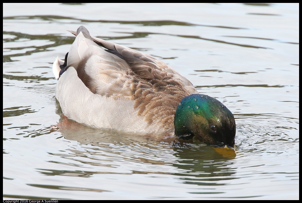 0212-141409-01.jpg - Mallard