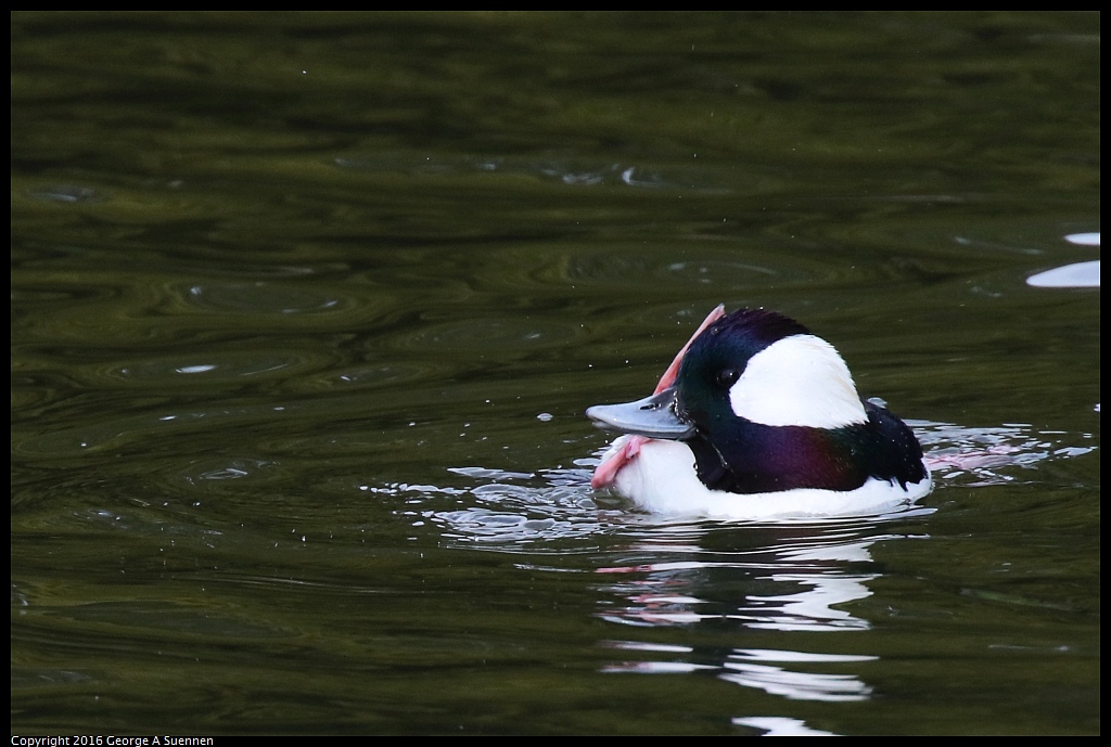 0212-141452-02.jpg - Bufflehead