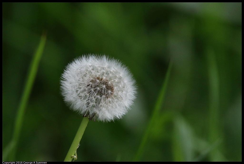 0212-141918-03.jpg - Dandelion seeds