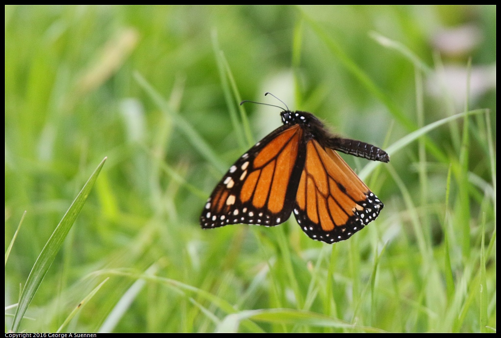 0212-142014-01.jpg - Monarch Butterfly