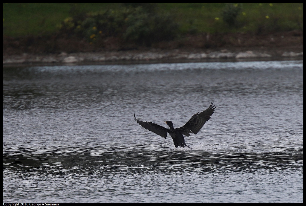 0212-142325-02.jpg - Double-crested-cormorant