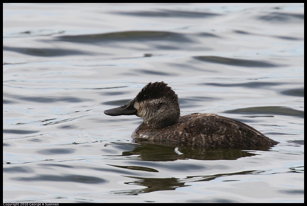 0212-142336-03.jpg - Ruddy Duck