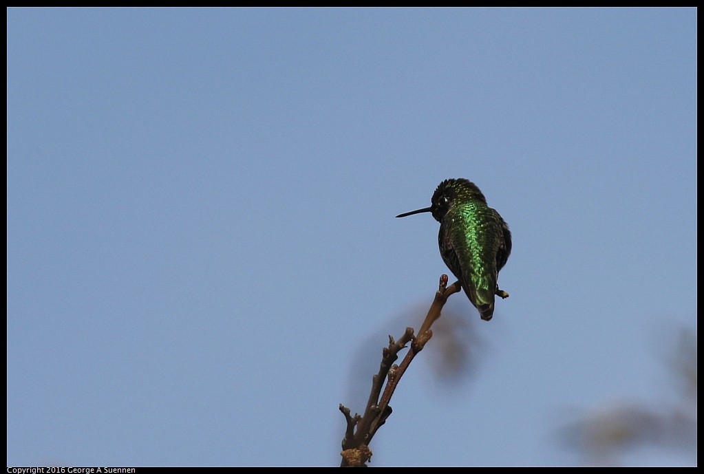 0212-144230-04.jpg - Anna's Hummingbird