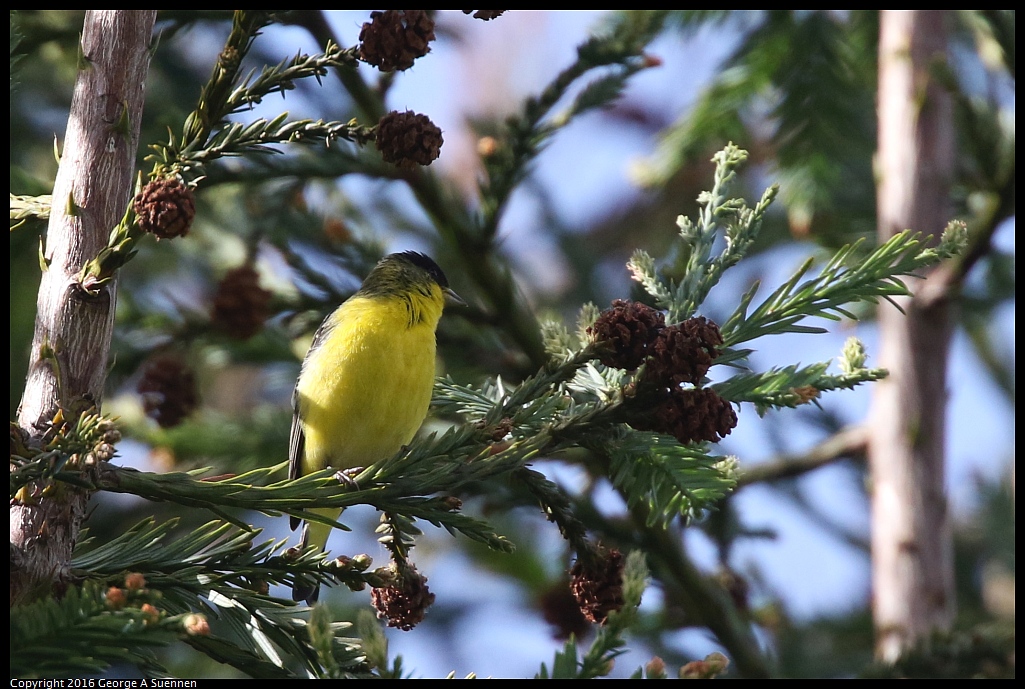 0212-144412-01.jpg - Lesser Goldfinch