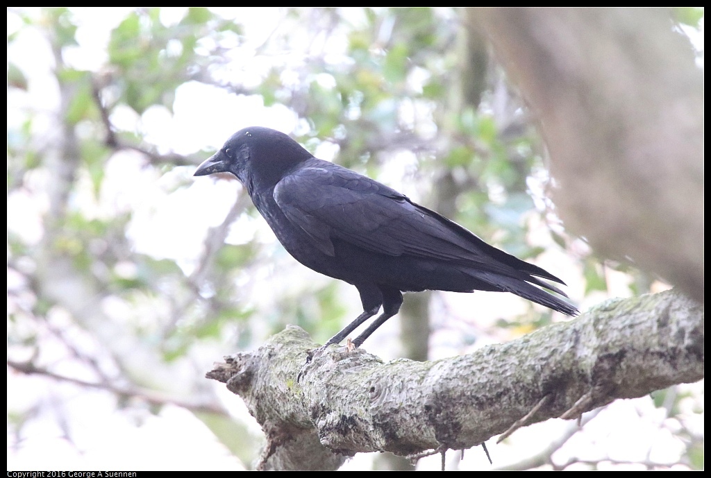 0212-163411-02.jpg - American Crow