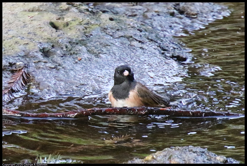 0212-170345-03.jpg - Dark-eyed Junco