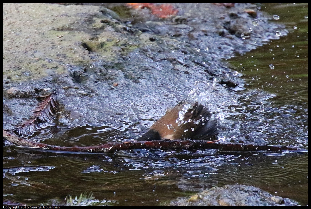 0212-170347-02.jpg - Dark-eyed Junco