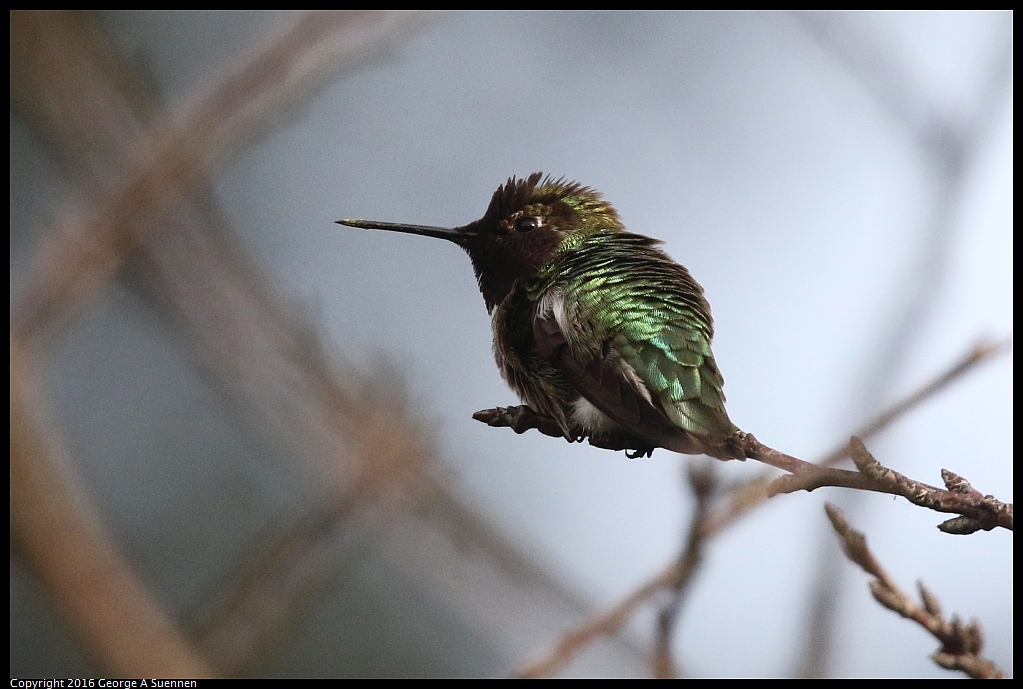 0212-170807-01.jpg - Anna's Hummingbird