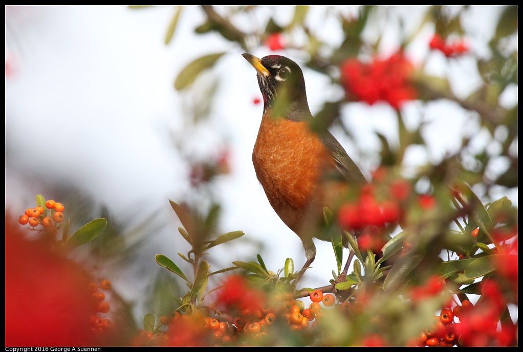 0212-170842-01.jpg - American Robin