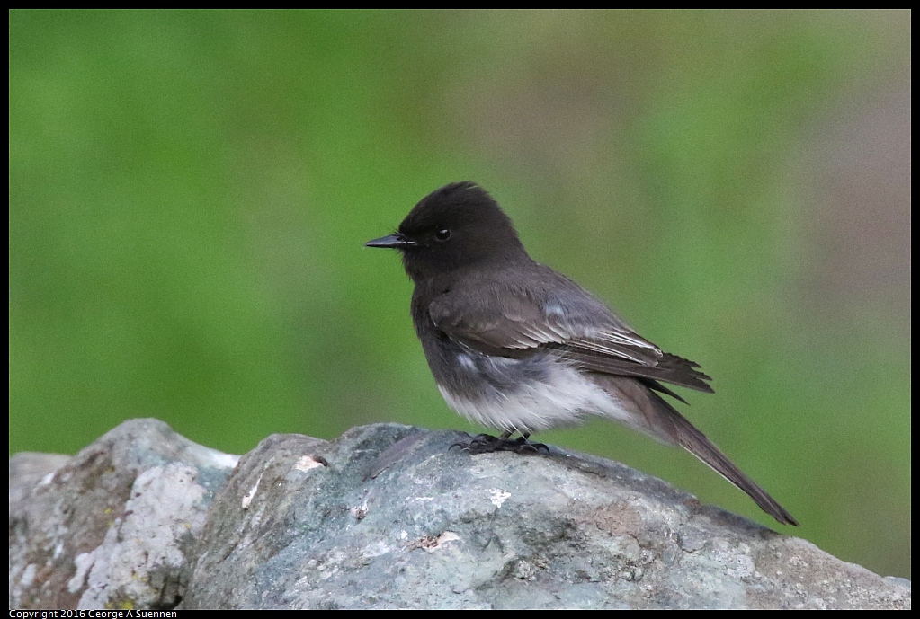 0212-171300-02.jpg - Black Phoebe