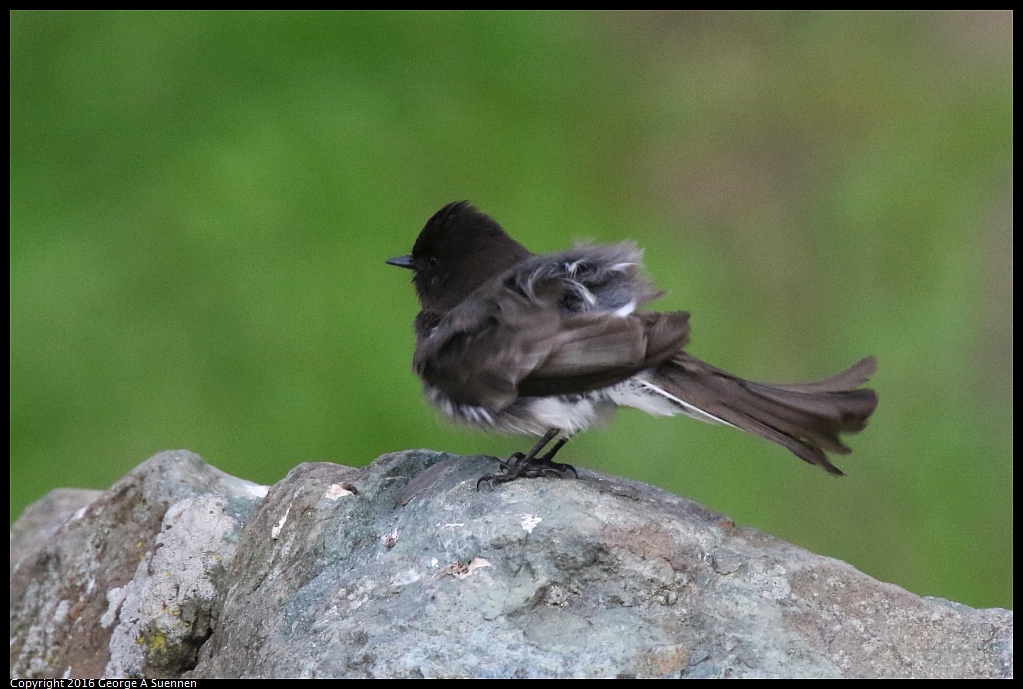 0212-171326-04.jpg - Black Phoebe