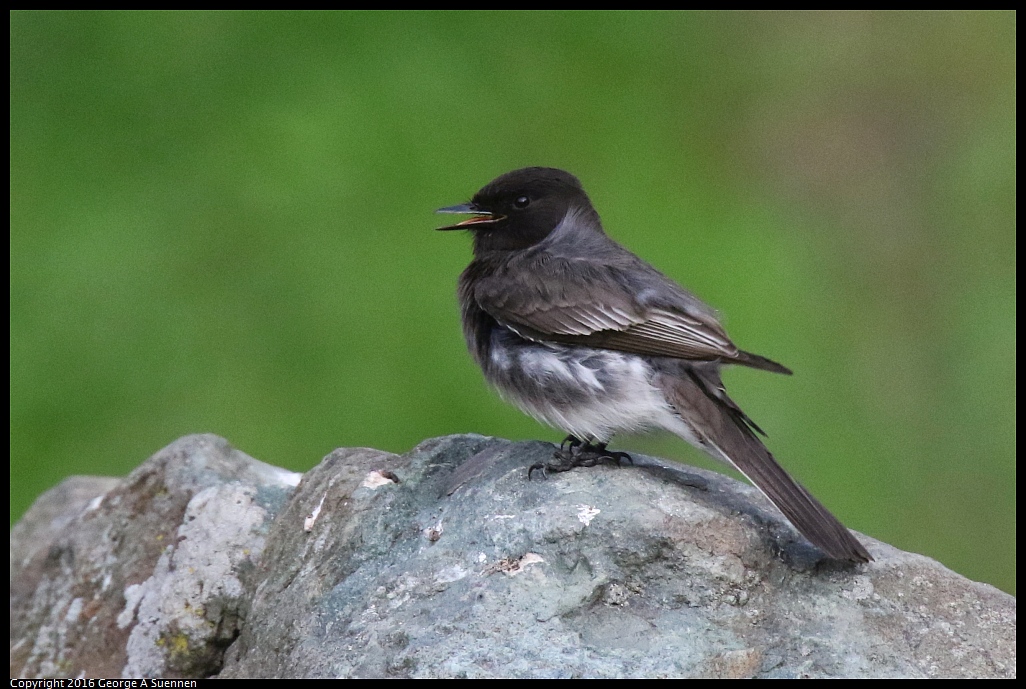 0212-171338-01.jpg - Black Phoebe