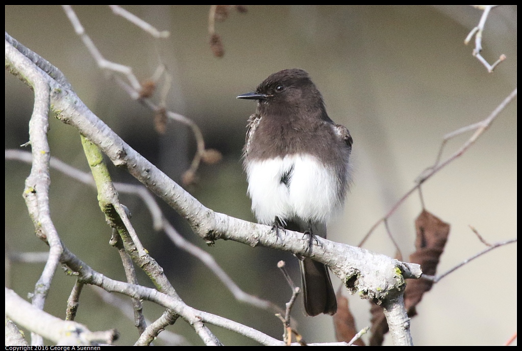 0212-171548-02.jpg - Black Phoebe