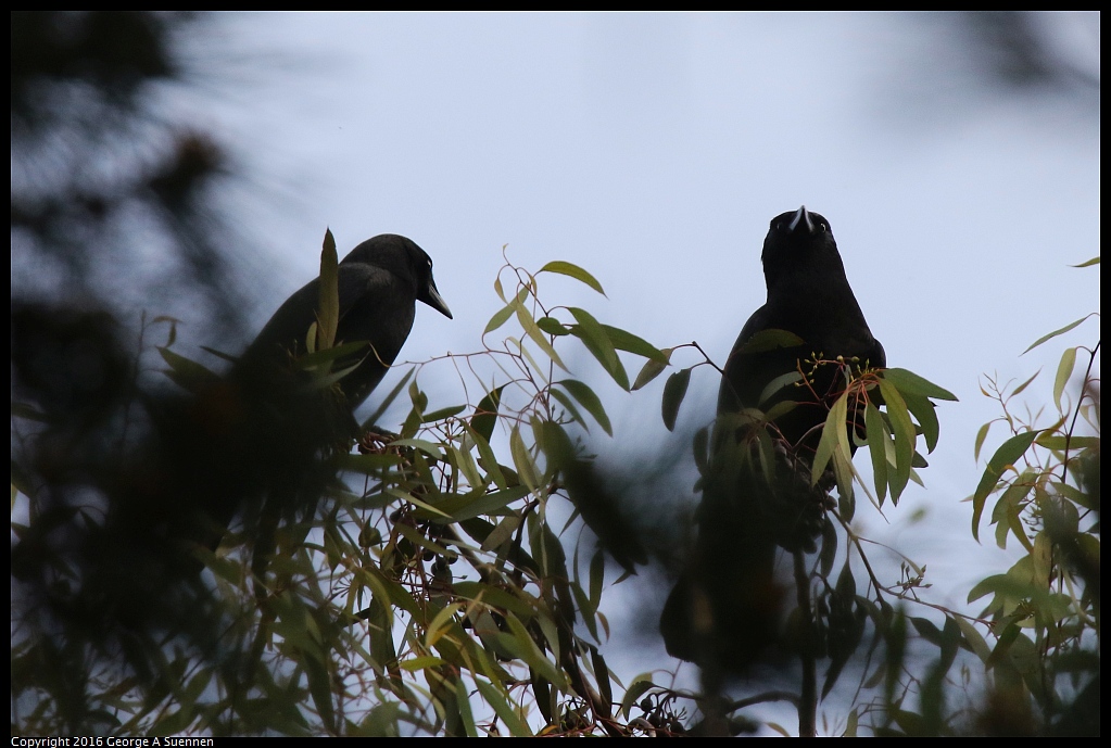 0212-172225-02.jpg - American Crow