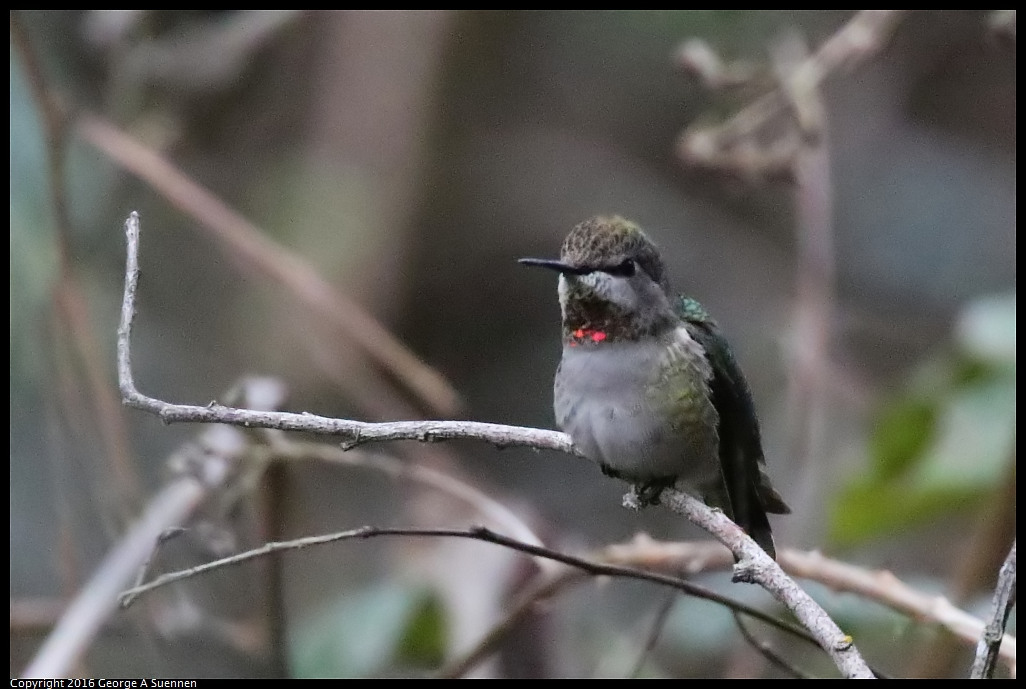 0212-172620-05_ni.jpg - Anna's Hummingbird