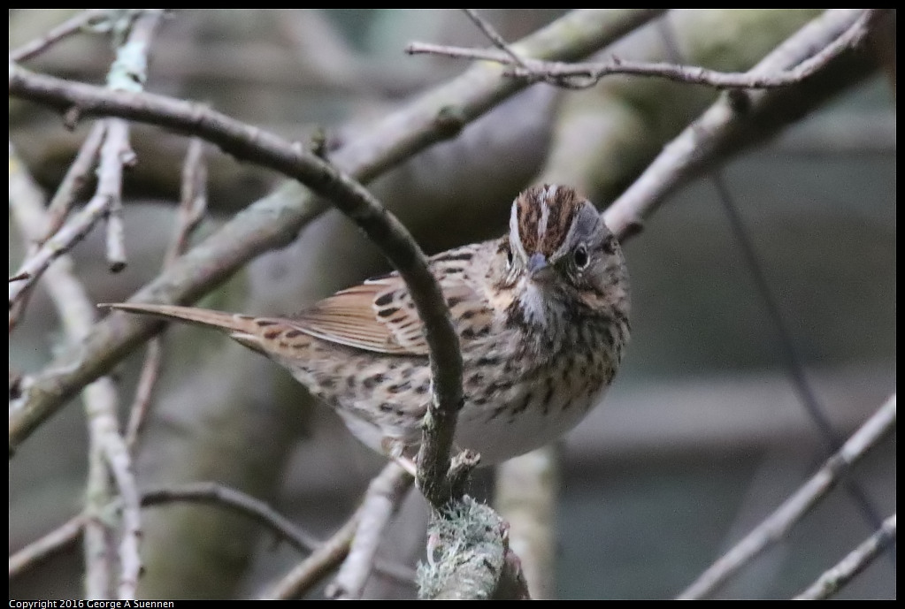 0212-172858-01.jpg - Lincoln Sparrow