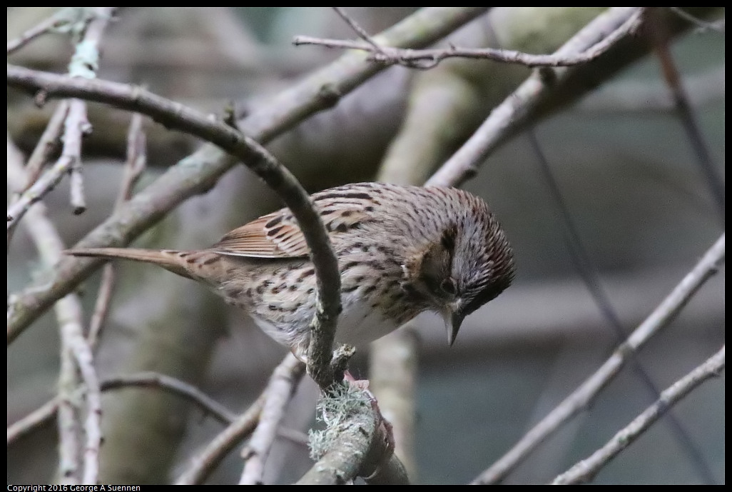 0212-172903-04.jpg - Lincoln Sparrow