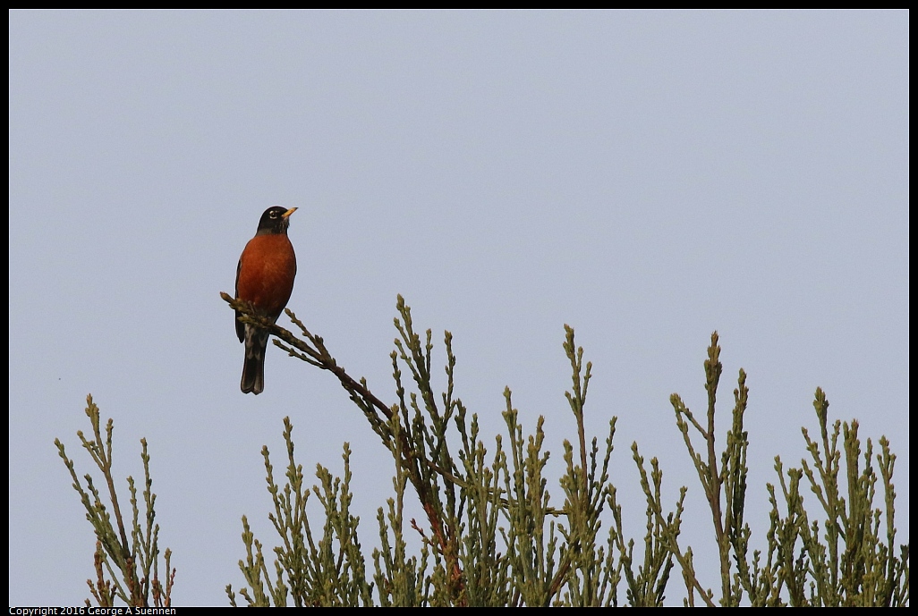 0212-174725-01.jpg - American Robin