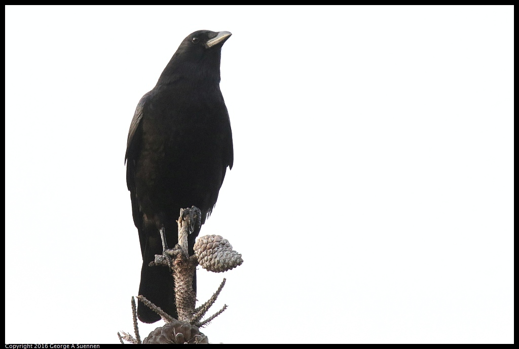 0212-175107-02.jpg - American Crow