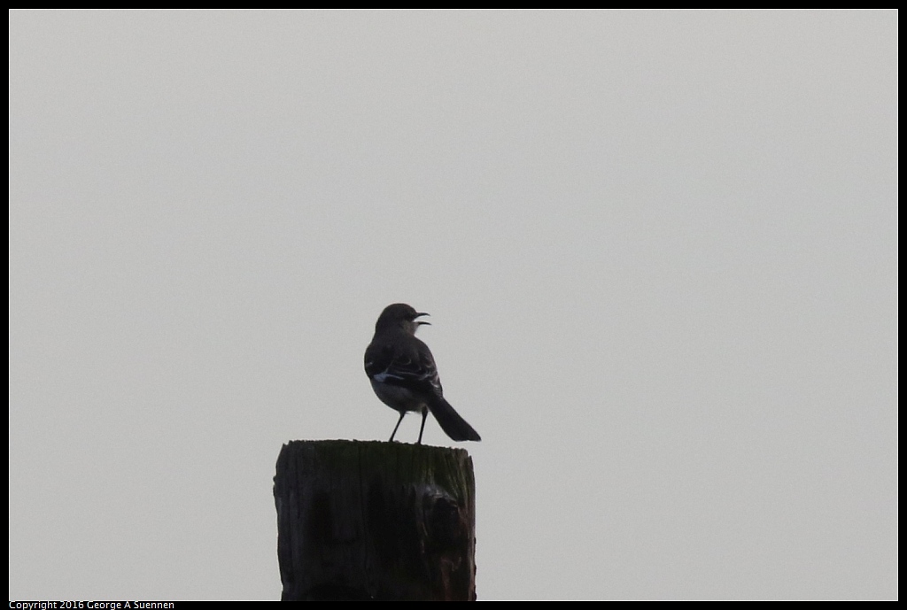 0212-175924-04.jpg - Northern Mockingbird