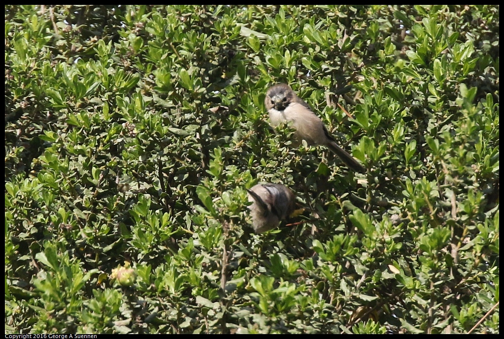 0212-113743-02.jpg - Bushtit