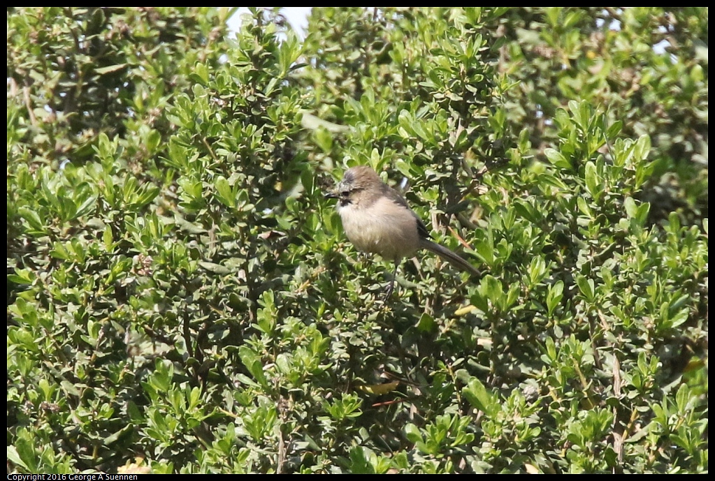 0212-113745-02.jpg - Bushtit