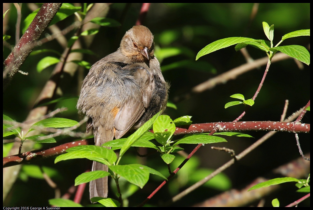 0316-095707-02.jpg - California Towhee