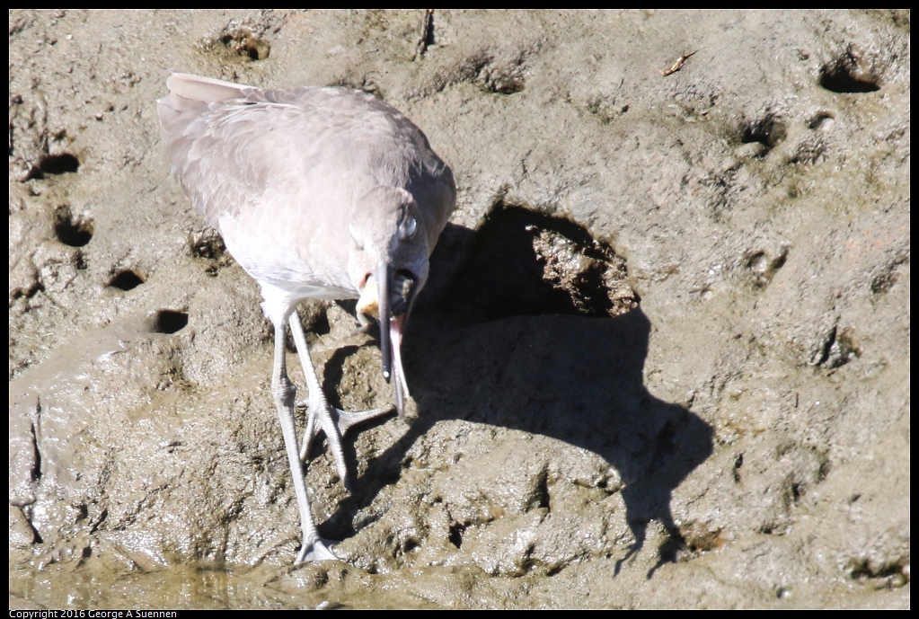 1010-054439-01.jpg - Willet and Crab