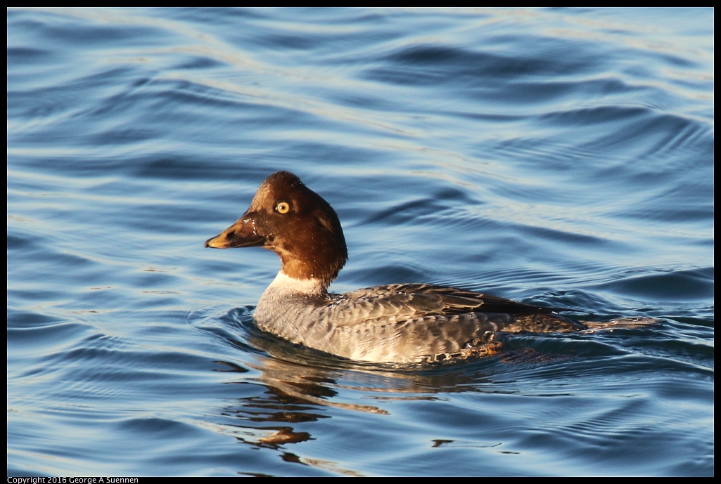 1217-170110-03.jpg - Common Goldeneye