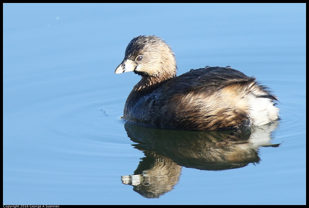 1230-155124-01.jpg - Pied-billed Grebe