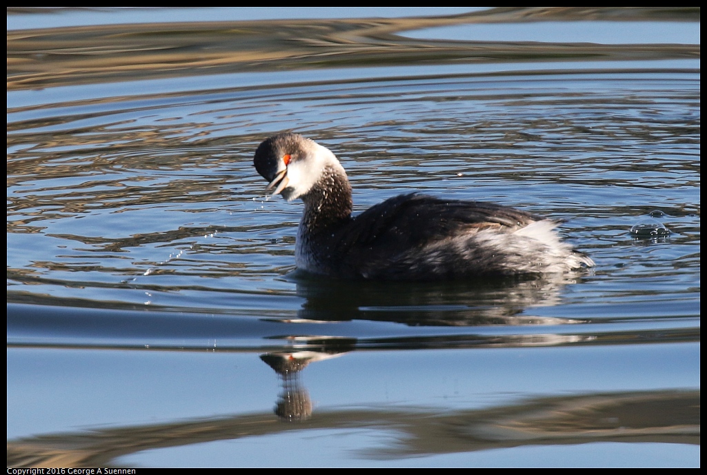 1230-155209-01.jpg - Eared Grebe