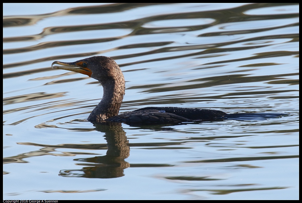 1230-155222-01.jpg - Double-crested Cormorant