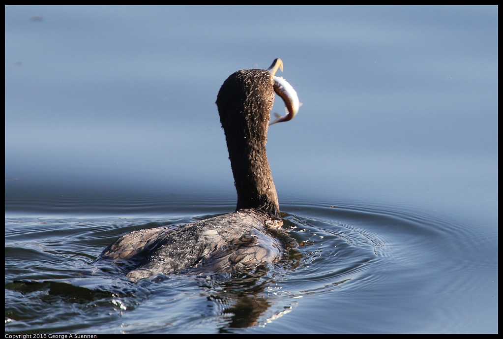 1230-155338-01.jpg - Double-crested Cormorant