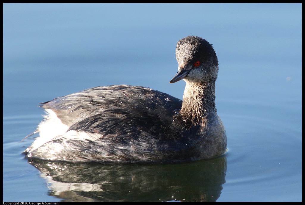 1230-160845-03.jpg - Eared Grebe