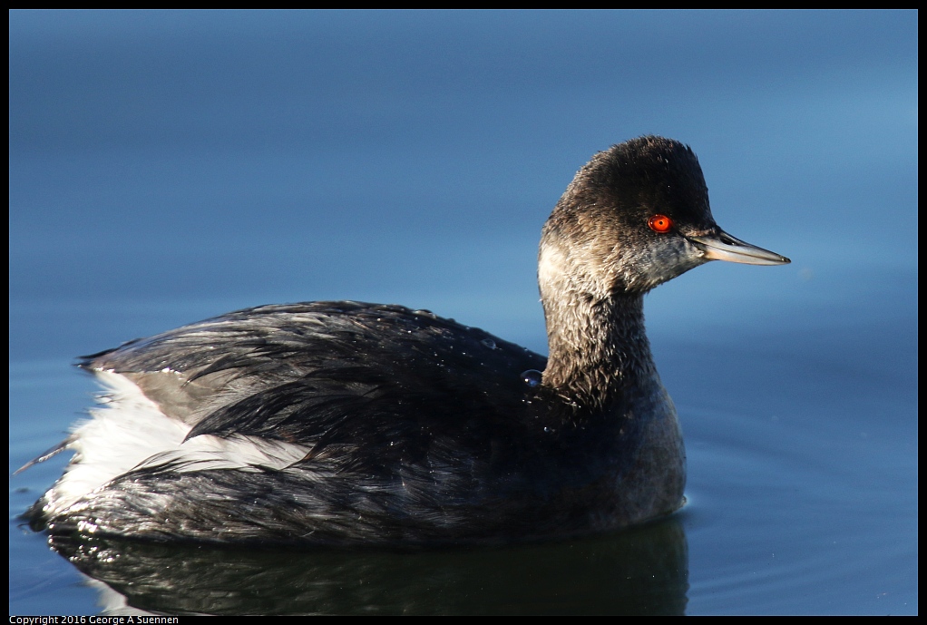 1230-160846-02.jpg - Eared Grebe