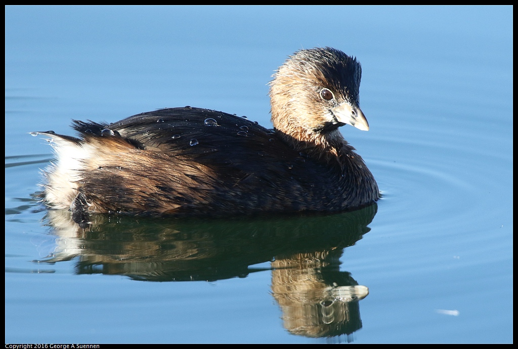 1230-161336-01.jpg - Pied-billed Grebe