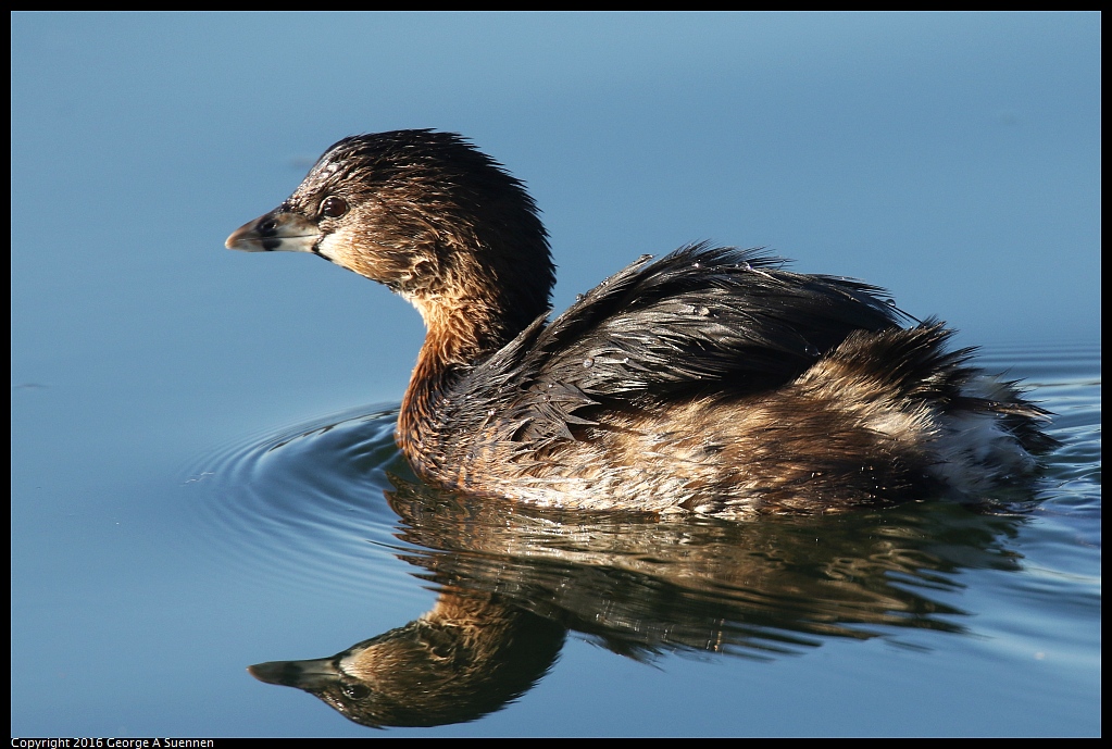 1230-161410-01.jpg - Pied-billed Grebe