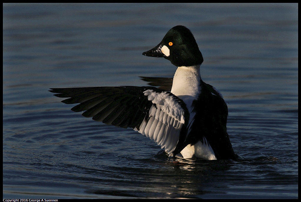 1230-162629-02.jpg - Common Goldeneye