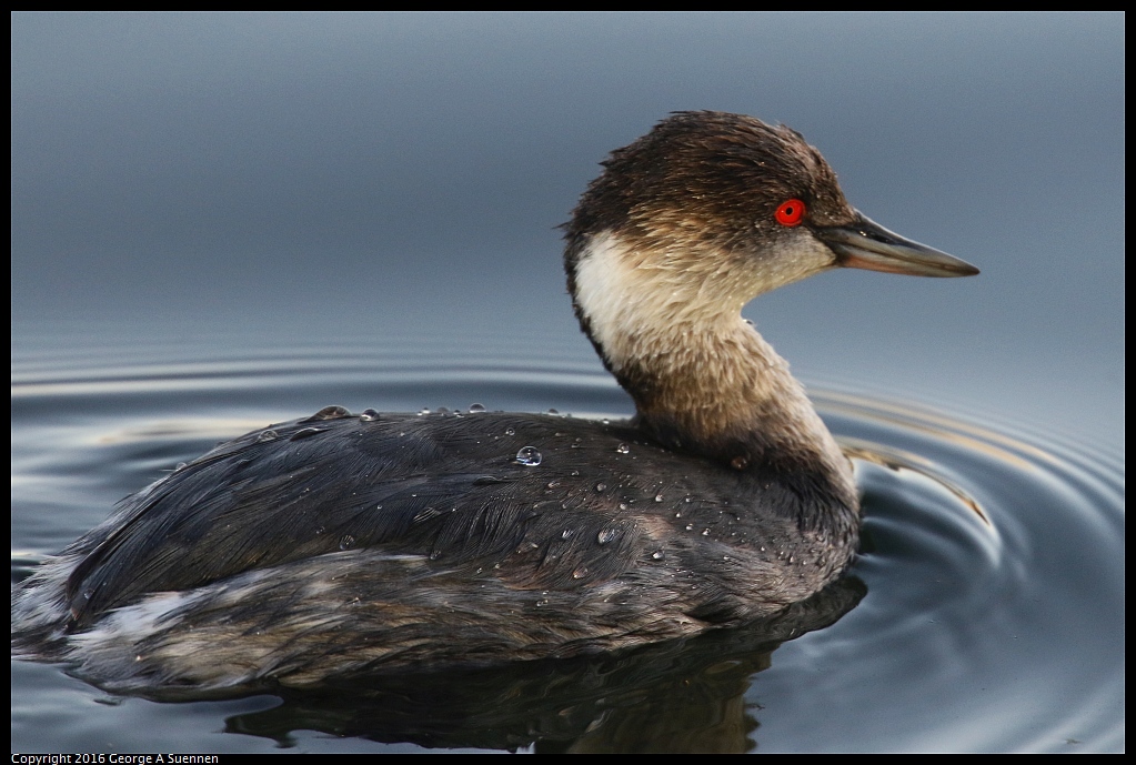 1230-165859-02.jpg - Eared Grebe