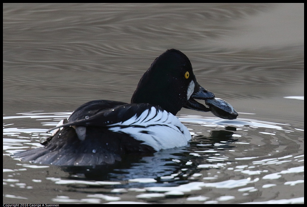 1230-170702-02.jpg - Common Goldeneye