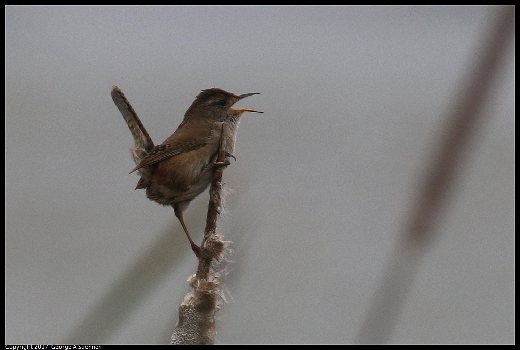 
Marsh Wren
