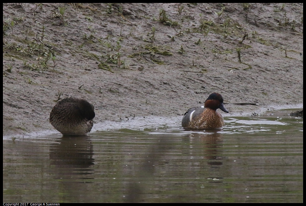 
Green-winged Teal
