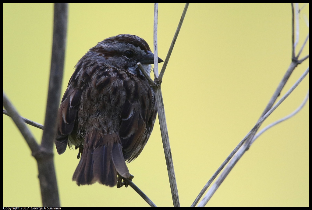 
Song Sparrow
